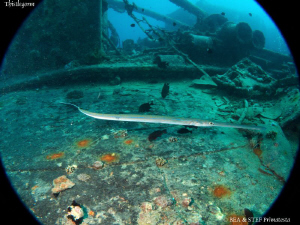 The Thistlegorm. Canon G10, W20 Ikelite & Inon D2000. by Bea & Stef Primatesta 